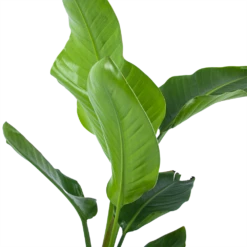 Strelitzia Nicolai - Paradijsvogelplant - P17 H60 - Kamerplant 7 Strelitzia Nicolai - Paradijsvogelplant - P17 H60 - Kamerplant -Flamingo Verkoop strelitzia nicolai paradijsvogelplant p17 h60 5