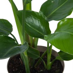 Strelitzia Nicolai - Paradijsvogelplant - P17 H60 - Kamerplant 8 Strelitzia Nicolai - Paradijsvogelplant - P17 H60 - Kamerplant -Flamingo Verkoop strelitzia nicolai paradijsvogelplant p17 h60 6