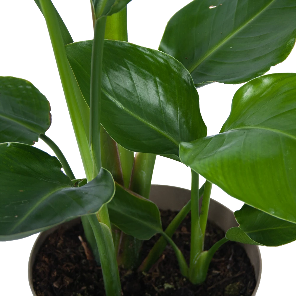 Strelitzia Nicolai - Paradijsvogelplant - P17 H60 - Kamerplant 5 Strelitzia Nicolai - Paradijsvogelplant - P17 H60 - Kamerplant - Afbeelding 3