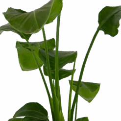 Strelitzia Nicolai - Paradijsvogelplant - P17 H80 - Kamerplant -Flamingo Verkoop strelitzia nicolai paradijsvogelplant p17 h80 kamerplant 2