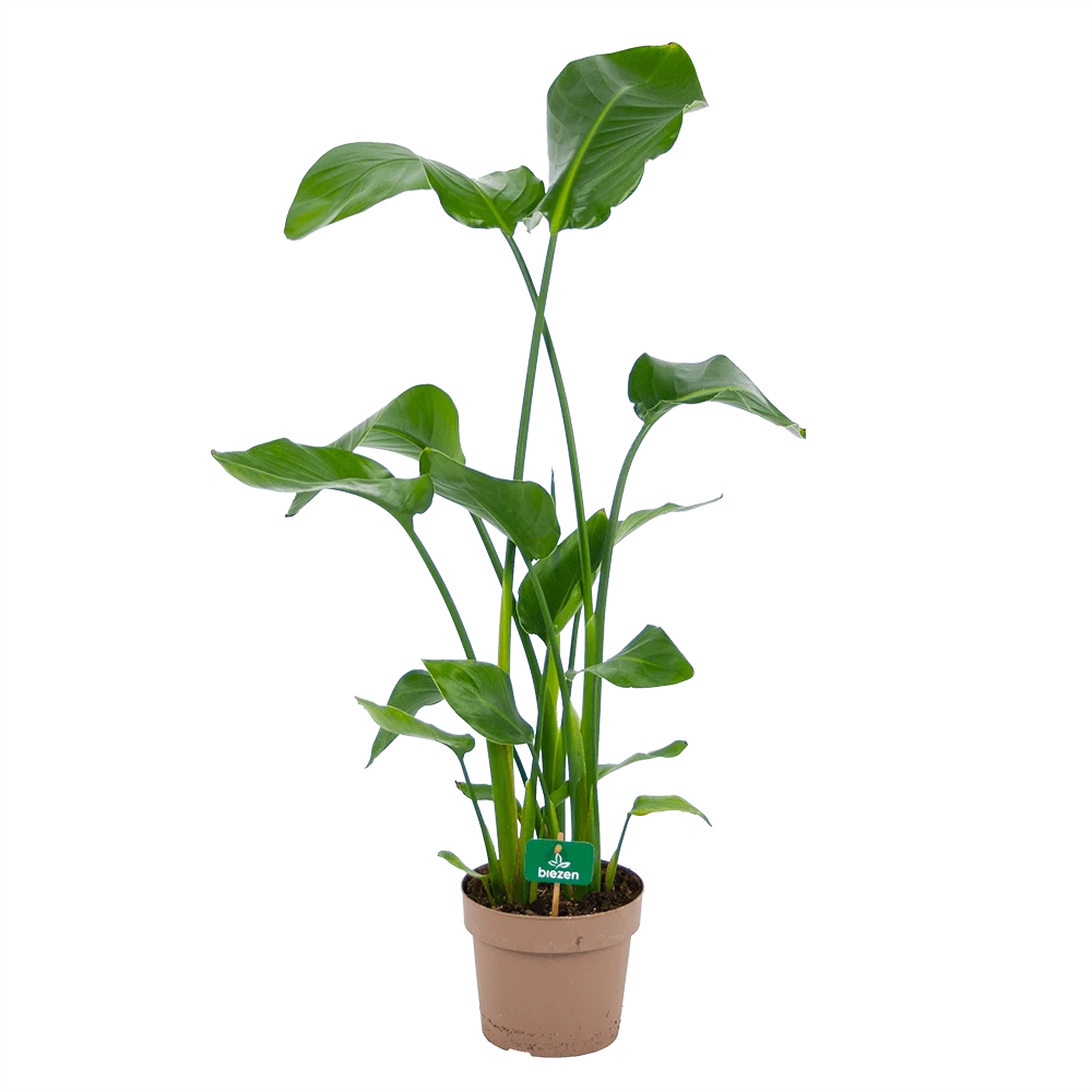 Strelitzia Nicolai - Paradijsvogelplant - P21 H120 - Kamerplant 3 Strelitzia Nicolai - Paradijsvogelplant - P21 H120 - Kamerplant