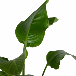 Strelitzia Nicolai - Paradijsvogelplant - P21 H120 - Kamerplant 7 Strelitzia Nicolai - Paradijsvogelplant - P21 H120 - Kamerplant -Flamingo Verkoop strelitzia nicolai paradijsvogelplant p21 h120 kamerplant 2