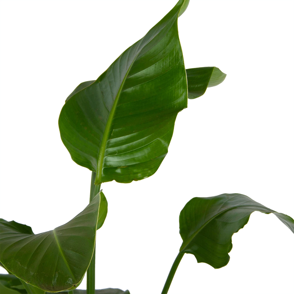 Strelitzia Nicolai - Paradijsvogelplant - P21 H120 - Kamerplant 4 Strelitzia Nicolai - Paradijsvogelplant - P21 H120 - Kamerplant - Afbeelding 2