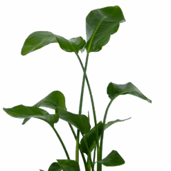 Strelitzia Nicolai - Paradijsvogelplant - P21 H120 - Kamerplant 8 Strelitzia Nicolai - Paradijsvogelplant - P21 H120 - Kamerplant -Flamingo Verkoop strelitzia nicolai paradijsvogelplant p21 h120 kamerplant 3