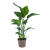 Strelitzia Nicolai - Paradijsvogelplant - P21 H90 - Kamerplant -Flamingo Verkoop strelitzia nicolai paradijsvogelplant p21 h90 1