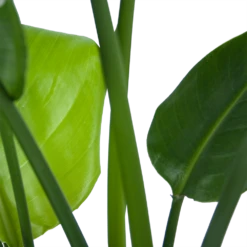 Strelitzia Nicolai - Paradijsvogelplant - P21 H90 - Kamerplant -Flamingo Verkoop strelitzia nicolai paradijsvogelplant p21 h90 6