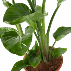 Strelitzia Nicolai - Paradijsvogelplant - P27 H110 - Kamerplant -Flamingo Verkoop strelitzia nicolai paradijsvogelplant p27 h110 5 2