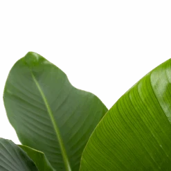 Strelitzia Nicolai - Paradijsvogelplant - P27 H110 - Kamerplant -Flamingo Verkoop strelitzia nicolai paradijsvogelplant p27 h110 6 2