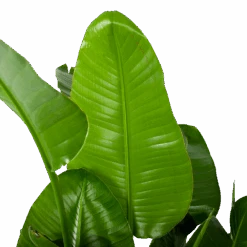 Strelitzia Nicolai - Paradijsvogelplant - P35 H130 - Kamerplant -Flamingo Verkoop strelitzia nicolai paradijsvogelplant p35 h130 5