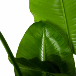 Strelitzia Nicolai - Paradijsvogelplant - P35 H130 - Kamerplant -Flamingo Verkoop strelitzia nicolai paradijsvogelplant p35 h130 6