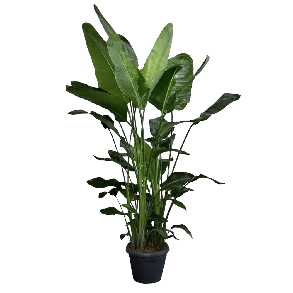 Strelitzia Nicolai - Paradijsvogelplant - P35 H200 - Kamerplant 3 Strelitzia Nicolai - Paradijsvogelplant - P35 H200 - Kamerplant