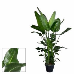 Strelitzia Nicolai - Paradijsvogelplant - P35 H200 - Kamerplant 8 Strelitzia Nicolai - Paradijsvogelplant - P35 H200 - Kamerplant -Flamingo Verkoop strelitzia nicolai paradijsvogelplant p35 h200 2