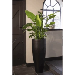 Strelitzia Nicolai - Paradijsvogelplant - P35 H200 - Kamerplant 9 Strelitzia Nicolai - Paradijsvogelplant - P35 H200 - Kamerplant -Flamingo Verkoop strelitzia nicolai paradijsvogelplant p35 h200 5