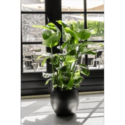 Strelitzia Nicolai - Paradijsvogelplant - P35 H200 - Kamerplant 10 Strelitzia Nicolai - Paradijsvogelplant - P35 H200 - Kamerplant -Flamingo Verkoop strelitzia nicolai paradijsvogelplant p35 h200 6