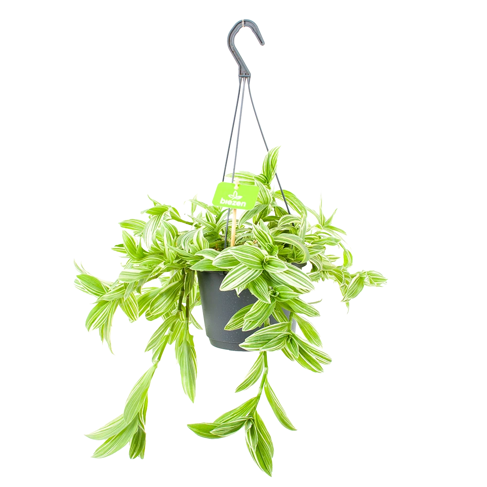 Tradescantia Ivory Hill - Vaderplant - In Hangpot - P17 H40 - Kamerplant