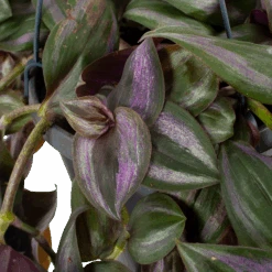 Tradescantia Little Hill - Vaderplant - In Hangpot - P17 H40 - Kamerplant 6 Tradescantia Little Hill - Vaderplant - In Hangpot - P17 H40 - Kamerplant -Flamingo Verkoop tradescantia puple heart vaderplant p17 h40 5