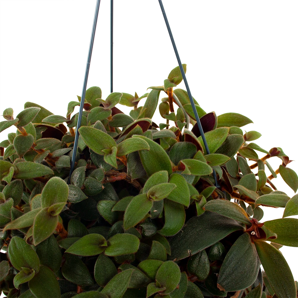 Tradescantia Sillamotara Brownhill - Vaderplant - In Hangpot - P17 H40 - Kamerplant 4 Tradescantia Sillamotara Brownhill - Vaderplant - In Hangpot - P17 H40 - Kamerplant - Afbeelding 2