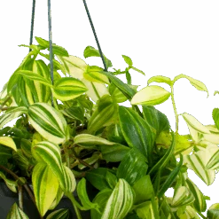 Tradescantia Yellow Hill - Vaderplant - In Hangpot - P17 H40 - Kamerplant 6 Tradescantia Yellow Hill - Vaderplant - In Hangpot - P17 H40 - Kamerplant -Flamingo Verkoop tradescantia yellow hill vaderplant p17 h40 5