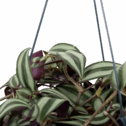 Tradescantia Zebrina - Vaderplant - In Hangpot - P17 H40 - Kamerplant 6 Tradescantia Zebrina - Vaderplant - In Hangpot - P17 H40 - Kamerplant -Flamingo Verkoop tradescantia zebrina vaderplant p17 h40 5