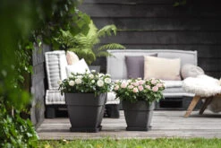 Bloempot Elho Vibia Campana Vierkant 30cm - Antraciet -Flamingo Verkoop vibia campana vierkant 30 plantenbak antraciet 6 11