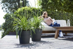 Bloempot Elho Vibia Straight Rond 40cm - Antraciet -Flamingo Verkoop vibia straight rond 40cm bloempot antraciet 7 11