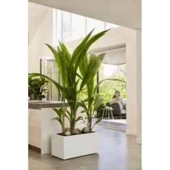 Elho Vivo Next Lang Wielen 80cm - Wit -Flamingo Verkoop vivo next lang wielen 80cm wit 7 1