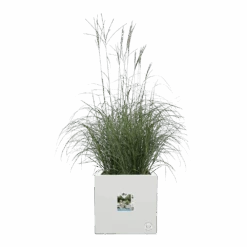 Elho Vivo Next Vierkant Wielen 30cm - Wit 13 Elho Vivo Next Vierkant Wielen 30cm - Wit -Flamingo Verkoop vivo next vierkant wielen 30cm wit 5 1