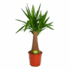 Yucca Inca Tree - Palmlelie - P24 H85 - Kamerplant -Flamingo Verkoop yucca inca tree palmlelie p24 h85 1
