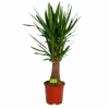 Yucca Inca Tree - Palmlelie - P27 H110 - Kamerplant -Flamingo Verkoop yucca inca tree palmlelie p27 h110 1