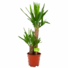Yucca - Palmlelie - P17 H70 - Kamerplant -Flamingo Verkoop yucca palmlelie p17 h70 4