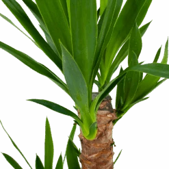 Yucca - Palmlelie - P17 H70 - Kamerplant 7 Yucca - Palmlelie - P17 H70 - Kamerplant -Flamingo Verkoop yucca palmlelie p17 h70 5