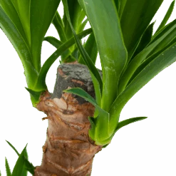 Yucca - Palmlelie - P17 H70 - Kamerplant 8 Yucca - Palmlelie - P17 H70 - Kamerplant -Flamingo Verkoop yucca palmlelie p17 h70 6