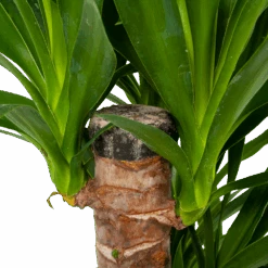 Yucca - Palmlelie - P19 H90 - Kamerplant -Flamingo Verkoop yucca palmlelie p19 h90 5