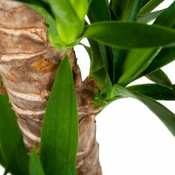 Yucca - Palmlelie - P19 H90 - Kamerplant -Flamingo Verkoop yucca palmlelie p19 h90 6