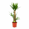 Yucca - Palmlelie - P21 H100 - Kamerplant -Flamingo Verkoop yucca palmlelie p21 h100 1 2
