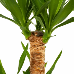 Yucca - Palmlelie - P21 H100 - Kamerplant 6 Yucca - Palmlelie - P21 H100 - Kamerplant -Flamingo Verkoop yucca palmlelie p21 h100 5 2