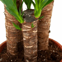 Yucca - Palmlelie - P24 H120 - Kamerplant 7 Yucca - Palmlelie - P24 H120 - Kamerplant -Flamingo Verkoop yucca palmlelie p24 h120 5