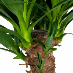 Yucca - Palmlelie - P24 H120 - Kamerplant 8 Yucca - Palmlelie - P24 H120 - Kamerplant -Flamingo Verkoop yucca palmlelie p24 h120 6