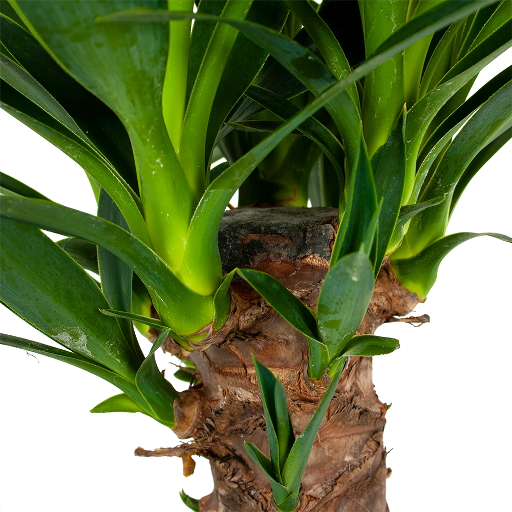 Yucca - Palmlelie - P24 H120 - Kamerplant 5 Yucca - Palmlelie - P24 H120 - Kamerplant - Afbeelding 3