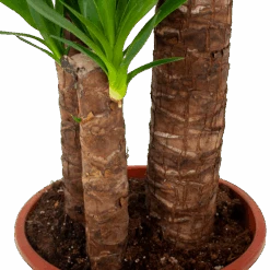 Yucca - Palmlelie - P24 H165 - Kamerplant 7 Yucca - Palmlelie - P24 H165 - Kamerplant -Flamingo Verkoop yucca palmlelie p24 h165 5