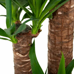 Yucca - Palmlelie - P24 H165 - Kamerplant 8 Yucca - Palmlelie - P24 H165 - Kamerplant -Flamingo Verkoop yucca palmlelie p24 h165 6
