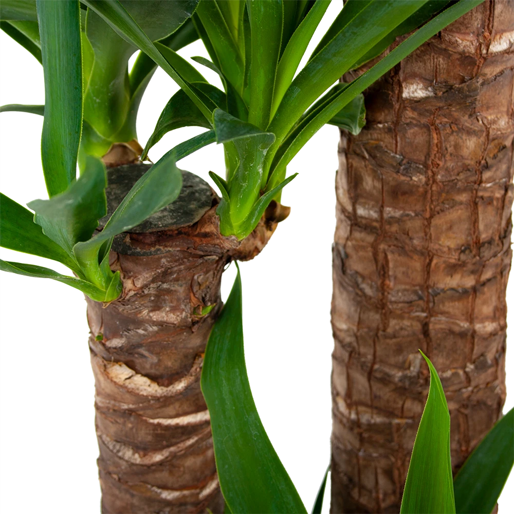 Yucca - Palmlelie - P24 H165 - Kamerplant 5 Yucca - Palmlelie - P24 H165 - Kamerplant - Afbeelding 3