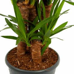Yucca - Palmlelie - P29 H150 - Kamerplant -Flamingo Verkoop yucca palmlelie p29 h150 5 2