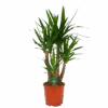 Yucca - Vertakt - Palmlelie - P30 H130 - Kamerplant -Flamingo Verkoop yucca vertakt palmlelie p30 h130 kamerplant 1