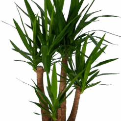 Yucca - Vertakt - Palmlelie - P30 H130 - Kamerplant 7 Yucca - Vertakt - Palmlelie - P30 H130 - Kamerplant -Flamingo Verkoop yucca vertakt palmlelie p30 h130 kamerplant 3
