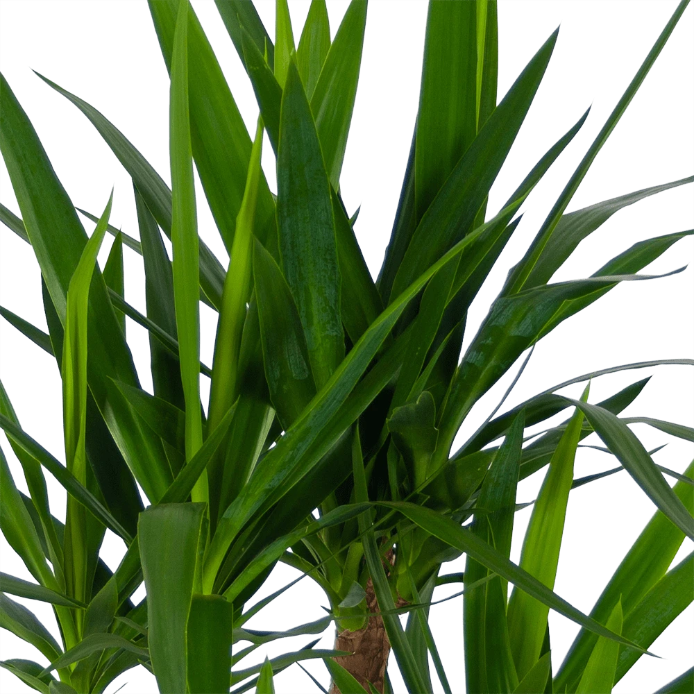 Yucca - Vertakt - Palmlelie - P30 H130 - Kamerplant 5 Yucca - Vertakt - Palmlelie - P30 H130 - Kamerplant - Afbeelding 3
