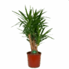 Yucca - Vertakt - Palmlelie - P34 H140 - Kamerplant -Flamingo Verkoop yucca vertakt palmlelie p34 h140 kamerplant 1