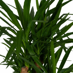 Yucca - Vertakt - Palmlelie - P34 H140 - Kamerplant -Flamingo Verkoop yucca vertakt palmlelie p34 h140 kamerplant 3