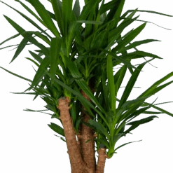 Yucca - Vertakt - Palmlelie - P34 H140 - Kamerplant -Flamingo Verkoop yucca vertakt palmlelie p34 h140 kamerplant 4