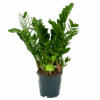 Zamioculcas Zamiifolia - Emerald Palm - P19 H70 - Kamerplant 2 Zamioculcas Zamiifolia - Emerald Palm - P19 H70 - Kamerplant -Flamingo Verkoop zamioculcas zamiifolia emerald palm p19 h70 1 3